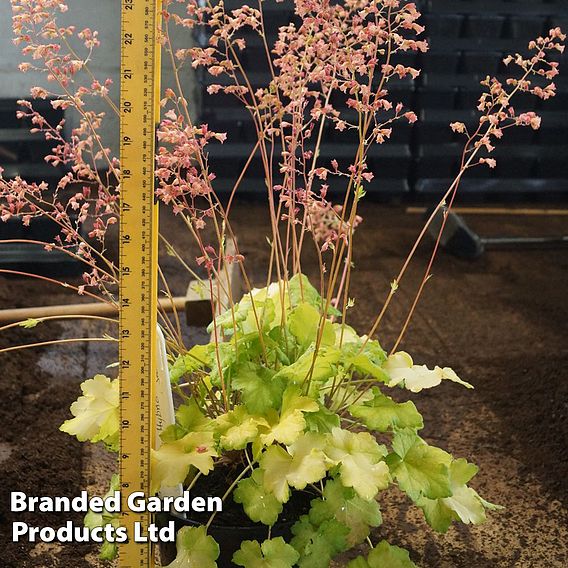 Heuchera 'Sweet Caroline'
