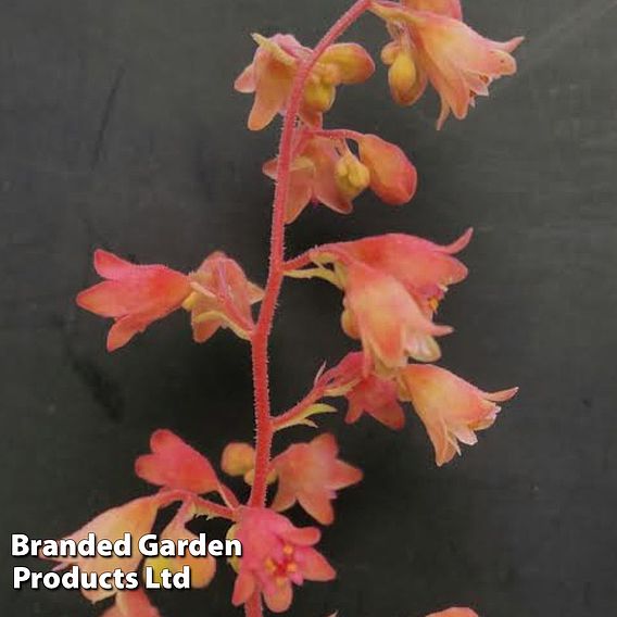 Heuchera 'Sweet Caroline'