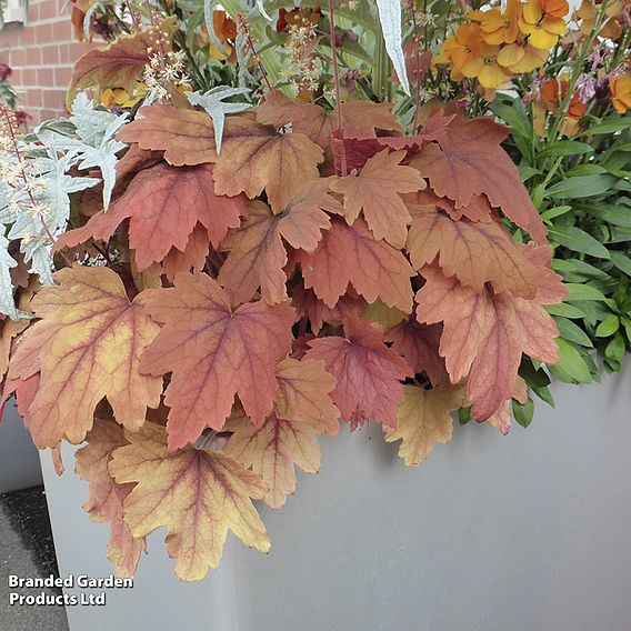 Heucherella Trailing 'Sweet Tea'
