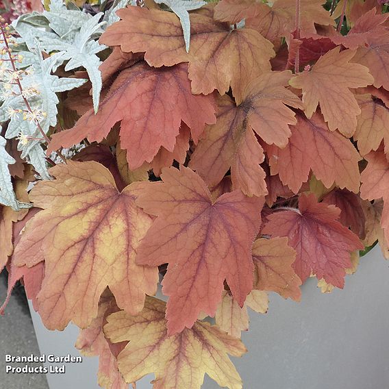 Heucherella Trailing 'Sweet Tea'