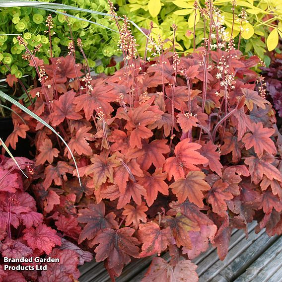 Heucherella Trailing 'Sweet Tea'