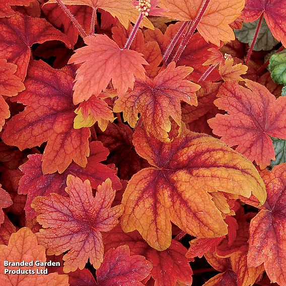 Heucherella Trailing 'Sweet Tea'