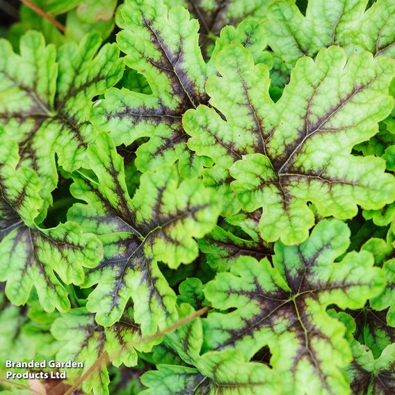 Heucherella 'Tapestry'