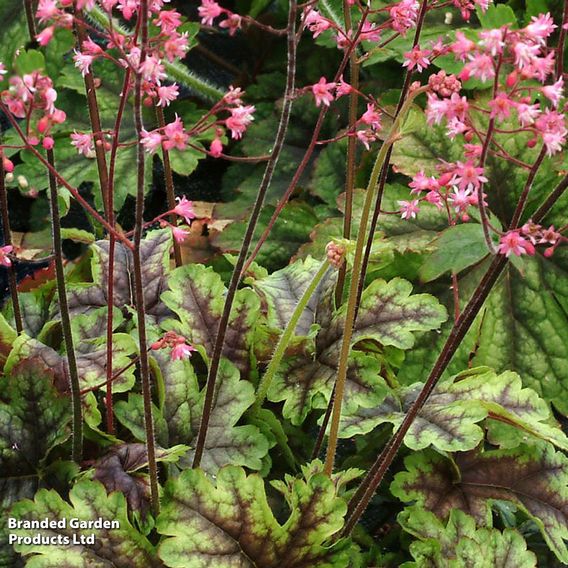Heucherella 'Tapestry'