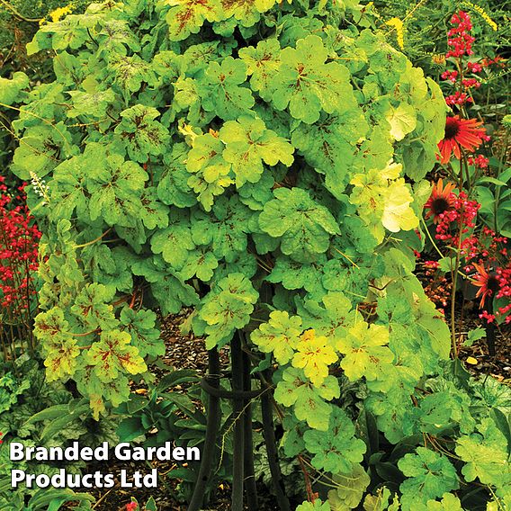 Heucherella 'Trailing Yellowstone Falls'