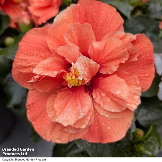 Hibiscus rosa sinensis 'HibisQs Adonicus Double Orange'