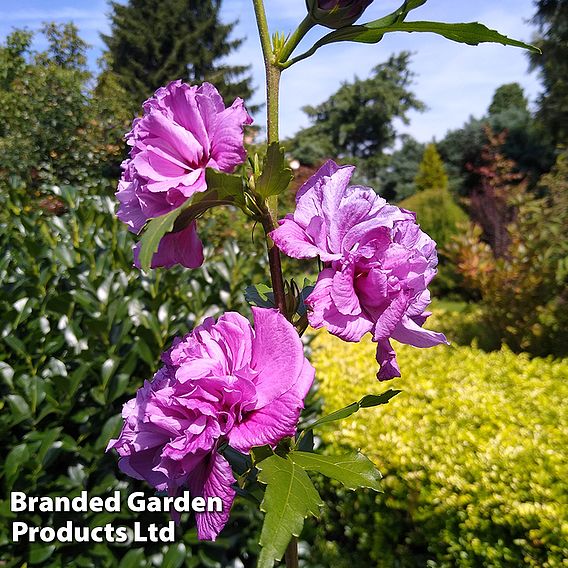 Hibiscus syriacus 'French Cabaret Purple'