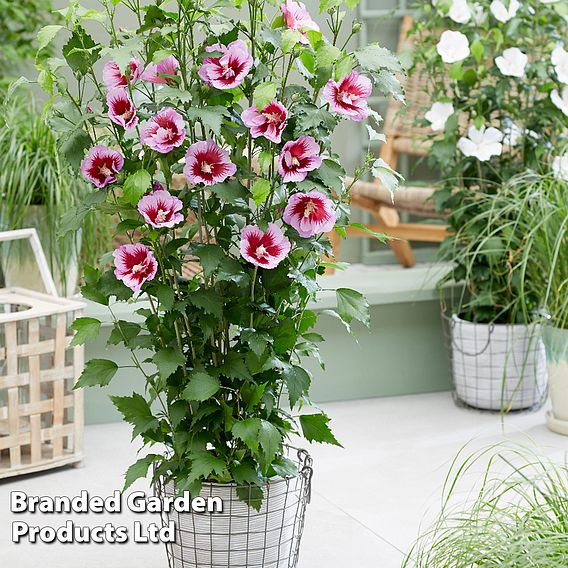 Hibiscus 'Flower Tower Purple'