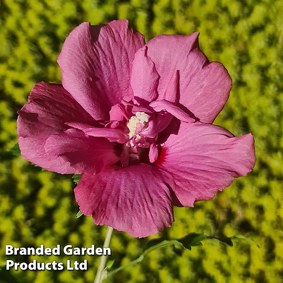 Hibiscus 'Flower Tower Collection'