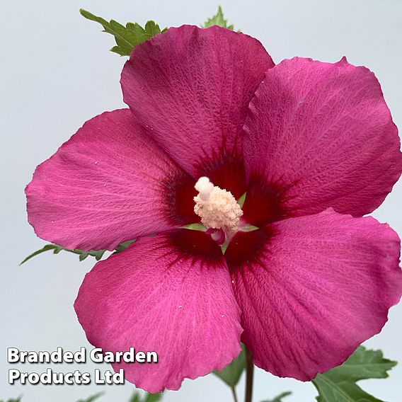 Hibiscus 'Flower Tower Ruby'