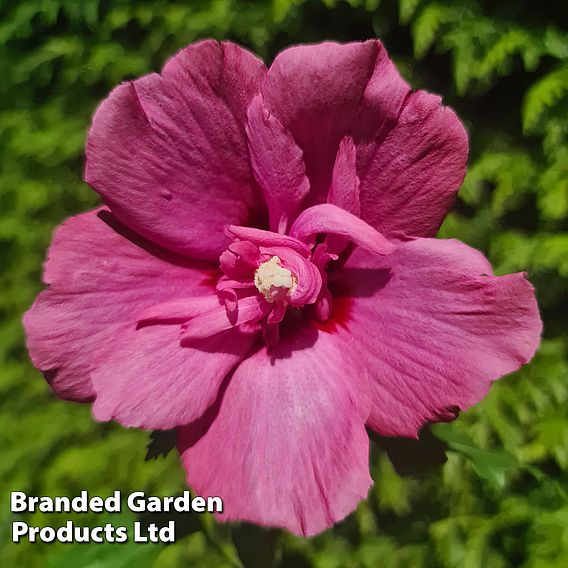 Hibiscus 'Flower Tower Ruby'