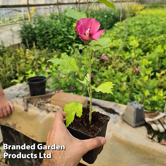 Hibiscus 'Flower Tower Ruby'