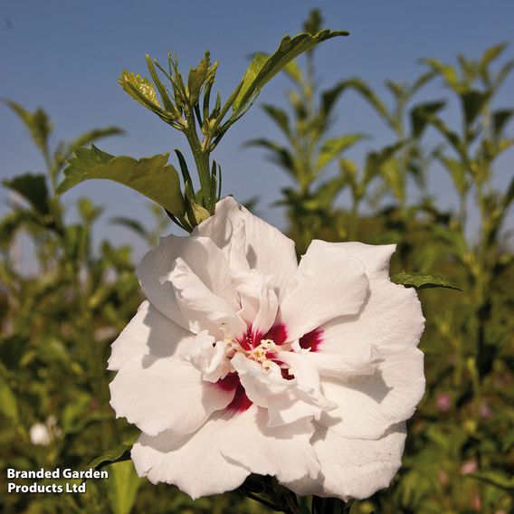 Hibiscus syriacus 'Lady Stanley'