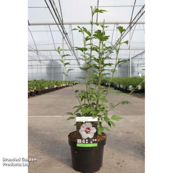 Hibiscus syriacus 'Lady Stanley'