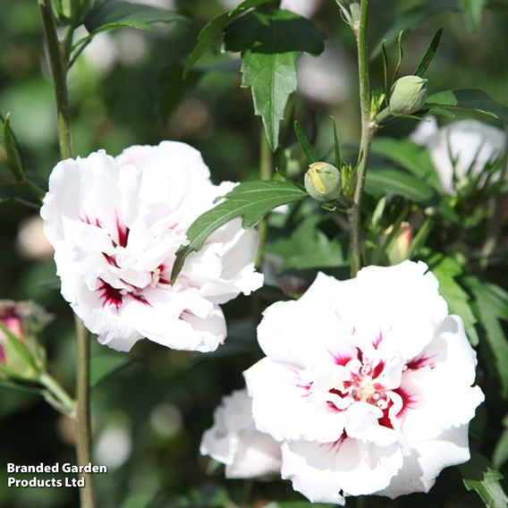 Hibiscus syriacus 'Lady Stanley'