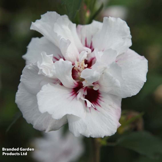 Hibiscus syriacus 'Lady Stanley'