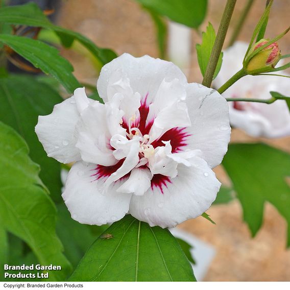 Hibiscus syriacus 'Lady Stanley'