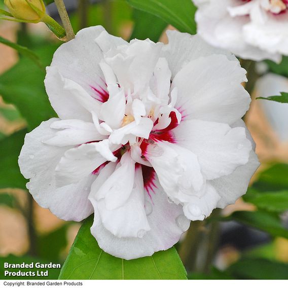 Hibiscus syriacus 'Lady Stanley'