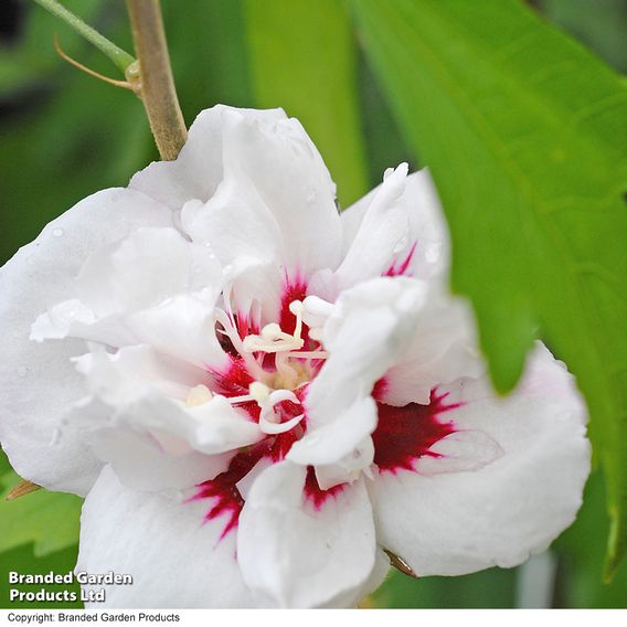 Hibiscus syriacus 'Lady Stanley'