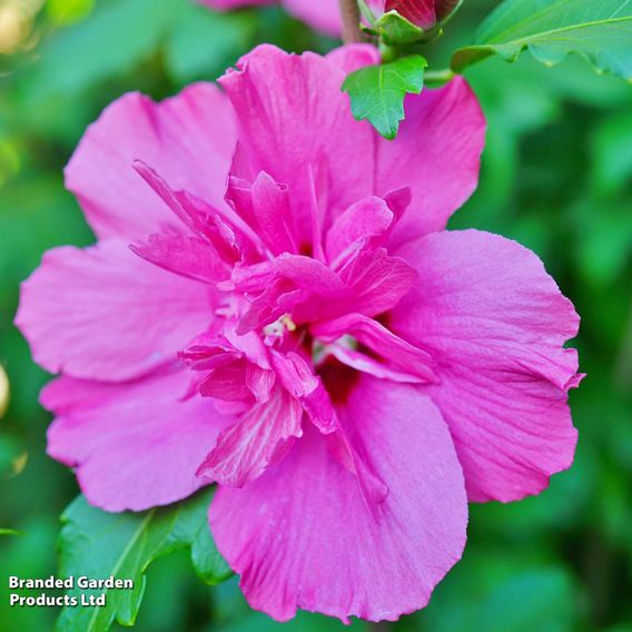 Hibiscus syriacus 'Magenta Chiffon'