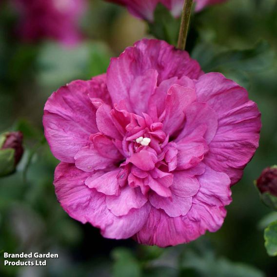 Hibiscus syriacus 'Magenta Chiffon'