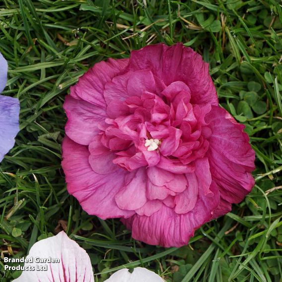 Hibiscus syriacus 'Magenta Chiffon'