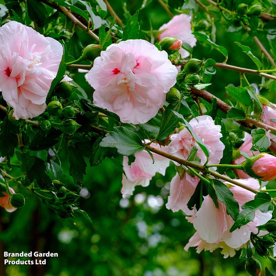 Hibiscus syriacus 'Pink Chiffon'