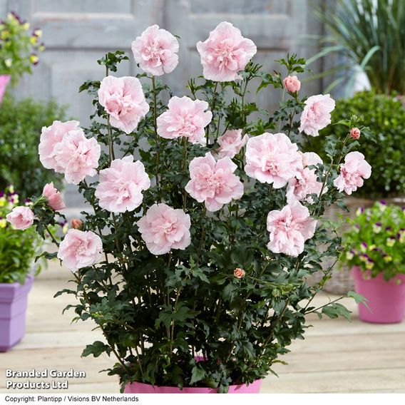 Hibiscus syriacus 'Pink Chiffon'