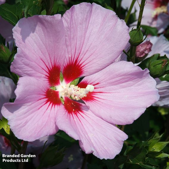 Hibiscus syriacus 'Pink Giant'