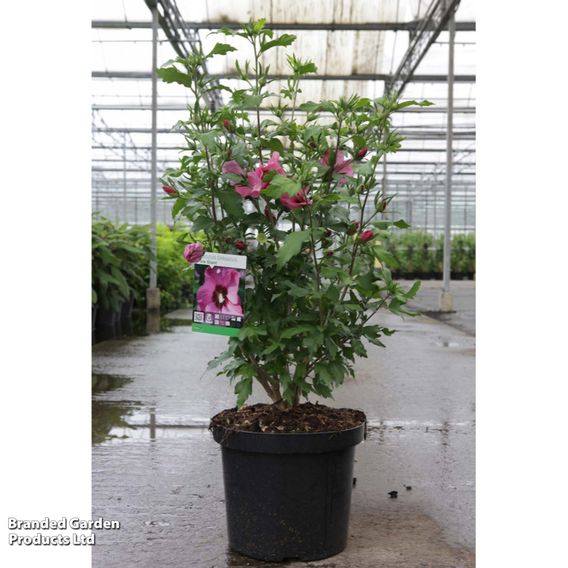 Hibiscus syriacus 'Pink Giant'