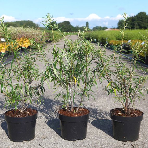 Hippophae rhamnoides 'Hergo'
