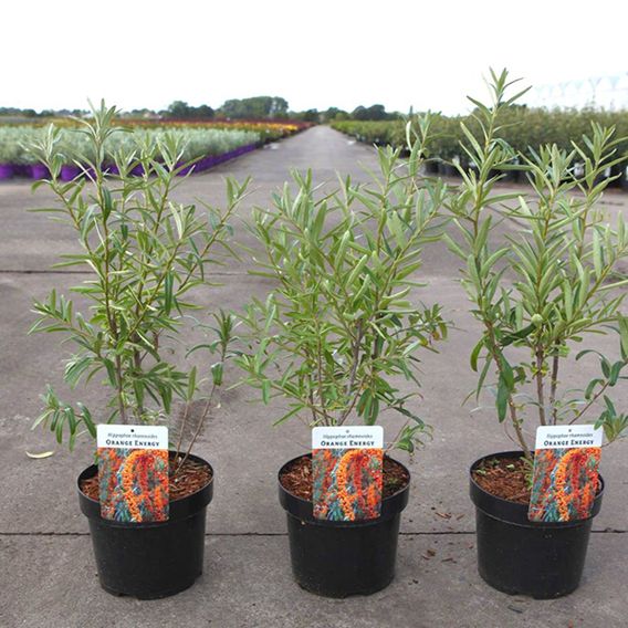 Hippophae rhamnoides 'Orange Energy'