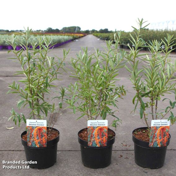 Hippophae rhamnoides 'Orange Energy'