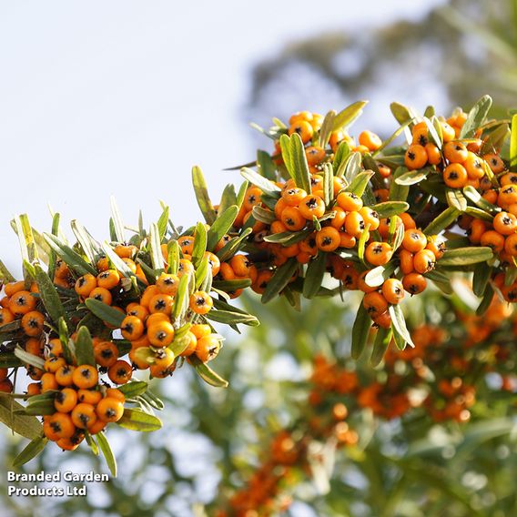 Sea Buckthorn (Hedging)