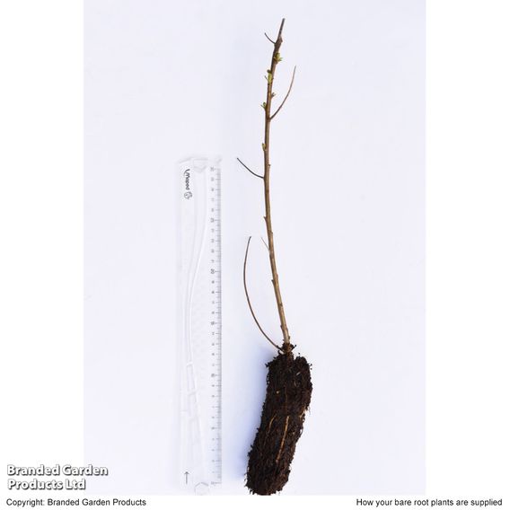 Sea Buckthorn (Hedging)