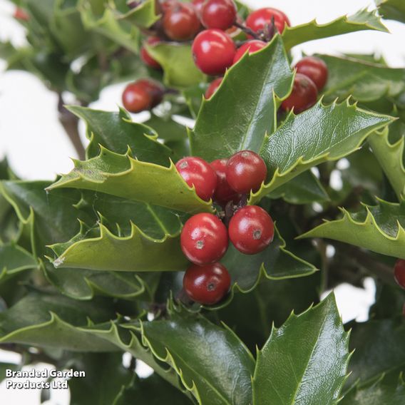 Holly meserveae 'Blue Angel'
