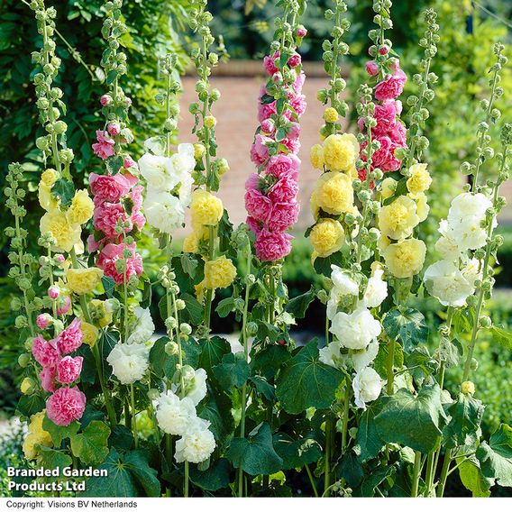 Classic Cottage Garden Perennial Trio