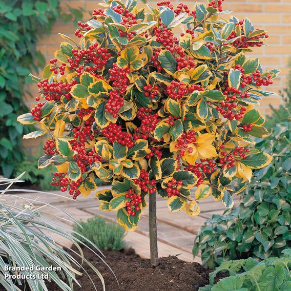 Holly 'Golden King' (Standard)