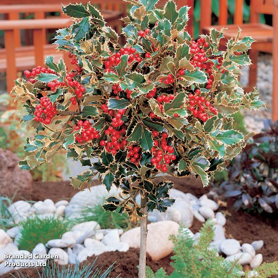 Holly 'Golden King' (Standard)