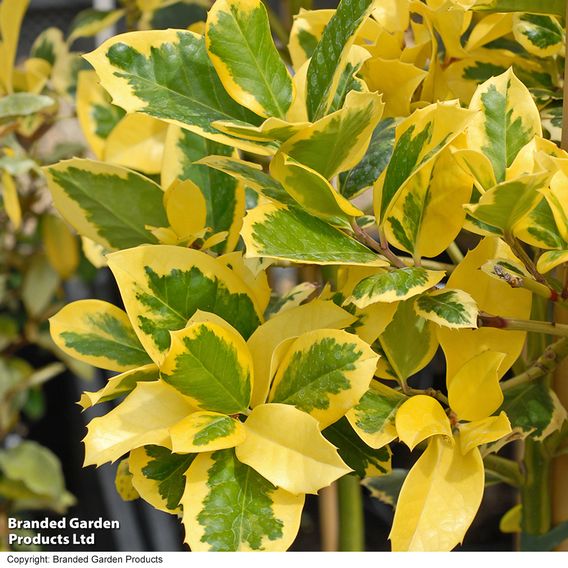 Holly 'Golden King' (Standard)