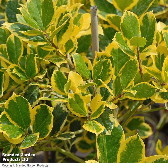 Holly 'Golden King' (Standard)