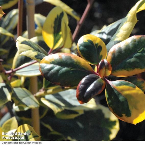 Holly 'Golden King' (Standard)
