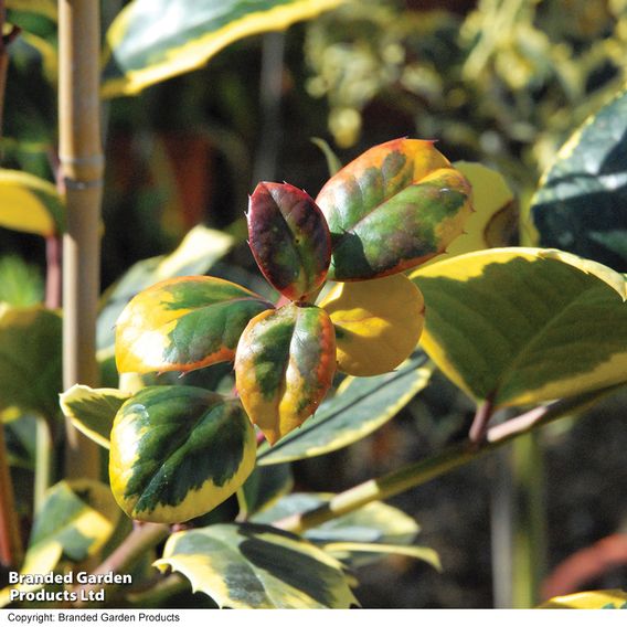 Holly 'Golden King' (Standard)