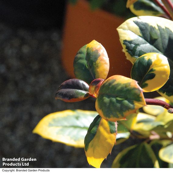 Holly 'Golden King' (Standard)