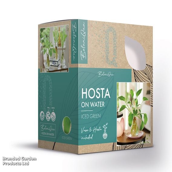 Hosta BotaniQua 'Iced Green' Hydroponic Kit