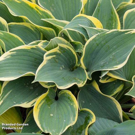 Hosta Snail Resistant Collection