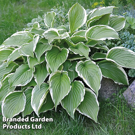 Hosta 'Francee'