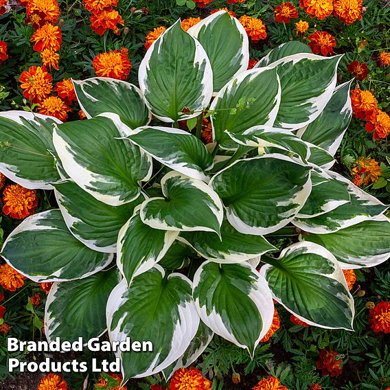 Hosta 'Francee'