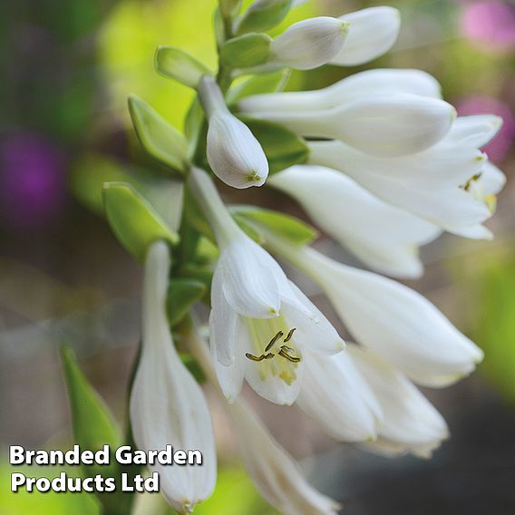 Hosta Frances Williams