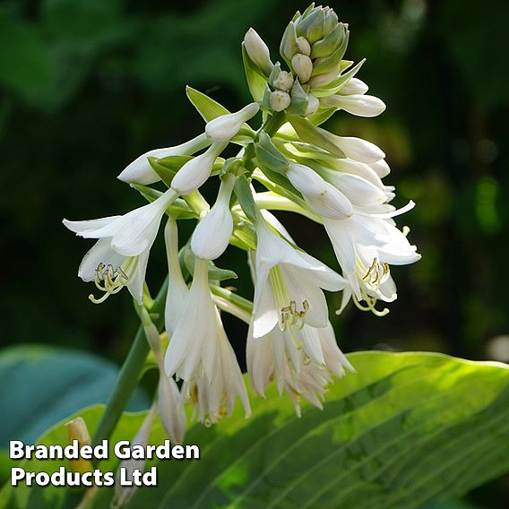 Hosta Frances Williams